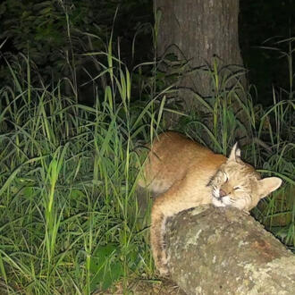 A trail cam picture of a lynx laying asleep on a fallen tree